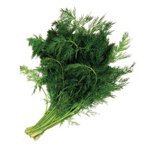Kräuter / Dill