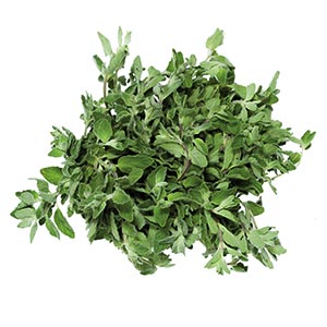 Kräuter / Oregano