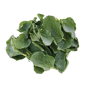 Kräuter / Oyster Leaves