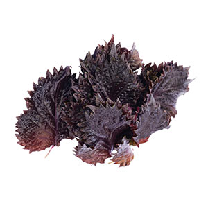 Kräuter / Shiso Blätter, rot
