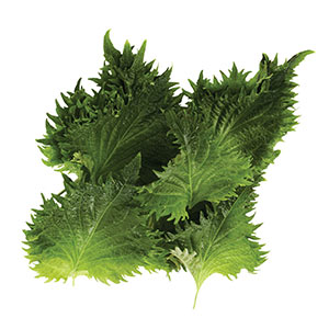 Kräuter / Shiso Blätter, grün