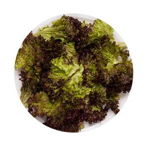 Bearbeitetes Gemüse / Lollo Rosso Salat, gezupft