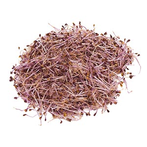 Kraut und Sprossen / Rotkraut Sprossen