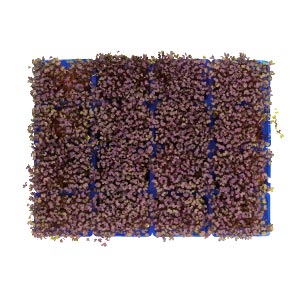 Kraut und Sprossen / Red Mustard Kresse