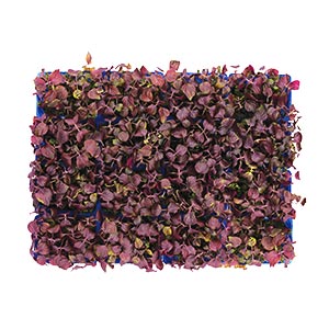 Kraut und Sprossen / Shiso Purple Kresse