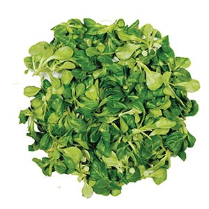 Gemüse / Salat Feldsalat